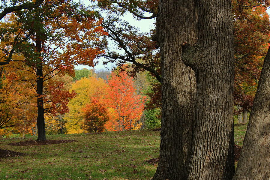 Tree Photograph - Searching for Maples by Rosanne Jordan