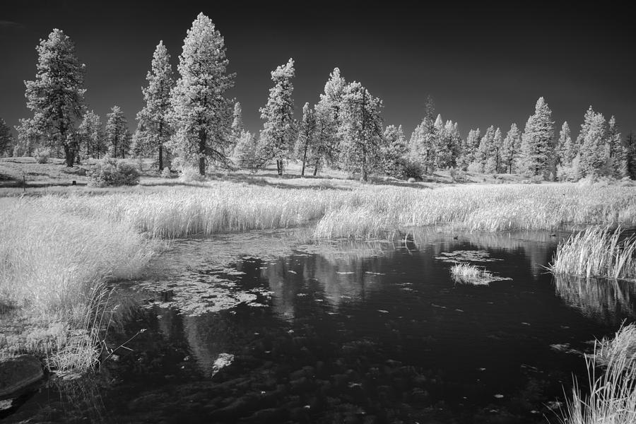 Black And White Photograph - Searching the Pond by Jon Glaser