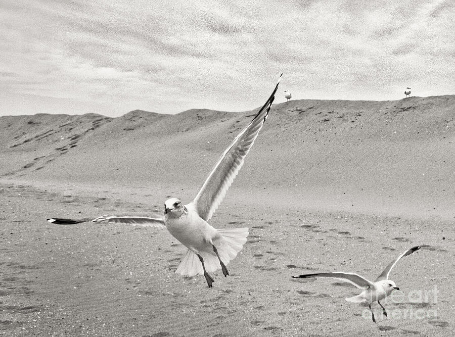 Seascape Seagulls Play in Black White Print Photograph by Al Nolan