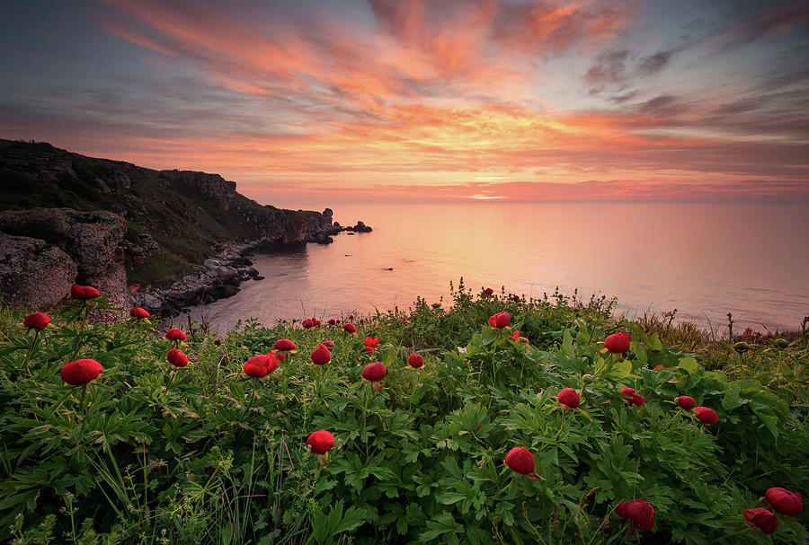 Seascape With Peonies Photograph
