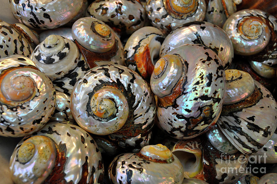 Seashell Abstract Photograph by Paula Joy Welter
