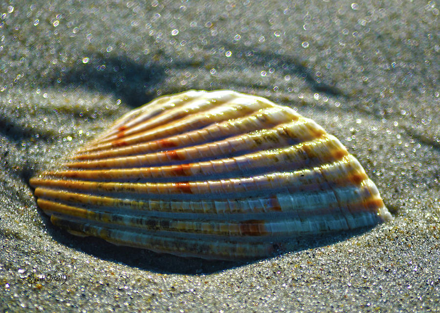 Seashell After The Wave Photograph by Sandi OReilly