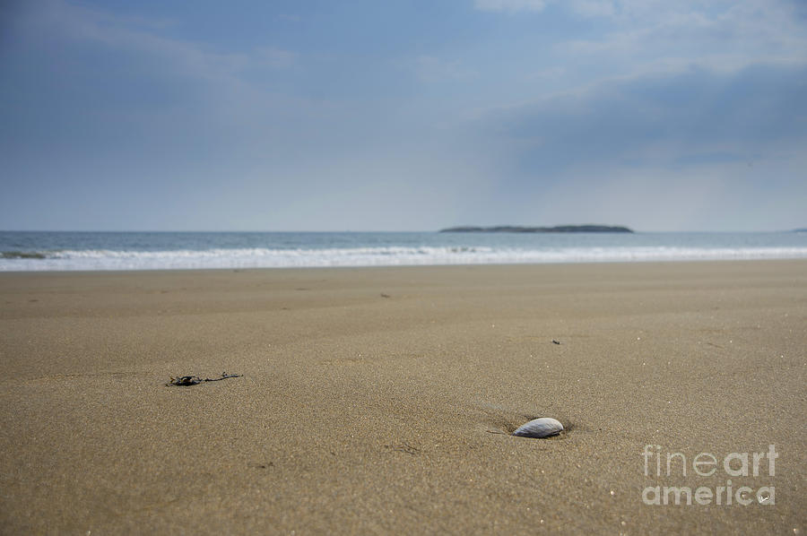 Lone Seashell Photograph by Alana Ranney