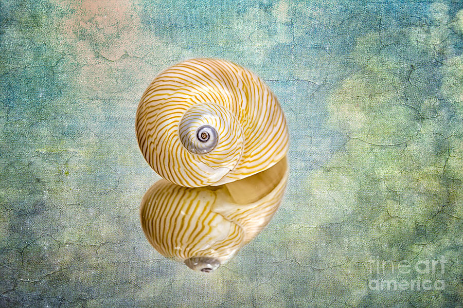 Seashell And Texture Photograph by Mimi Ditchie