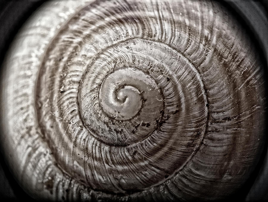 Shell Photograph - Seashell by Anton Tsvetkov