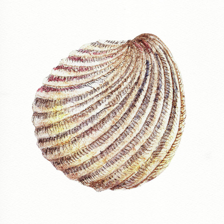 Seashell Art Beach Treasure Sea Shell Iv Painting