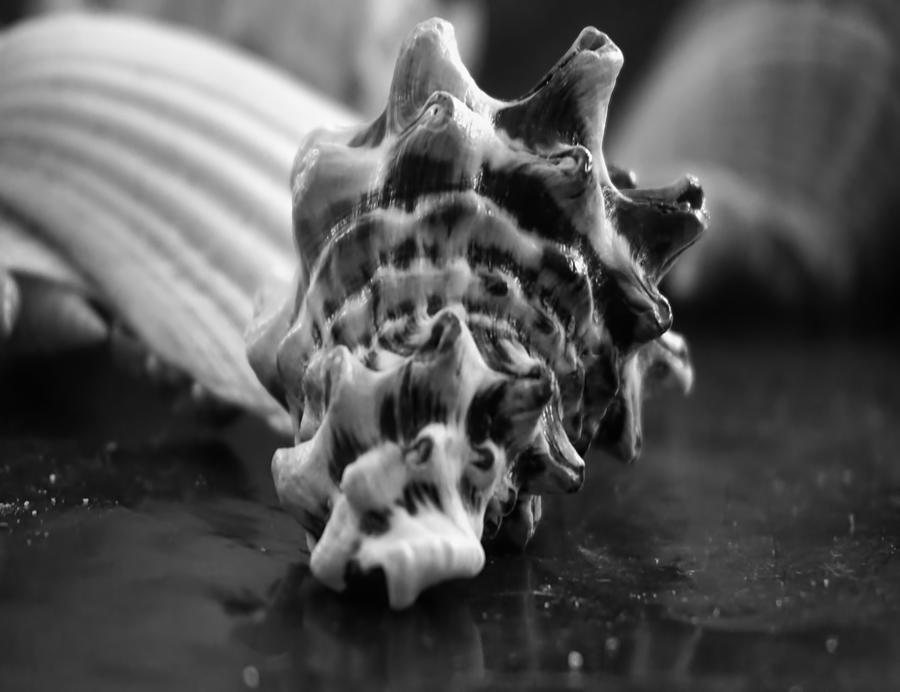 SeaShell BW  Photograph by Cathy Anderson