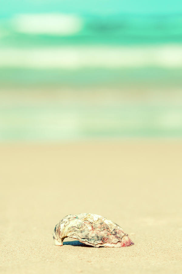 Seashell By The Sea Shore Photograph