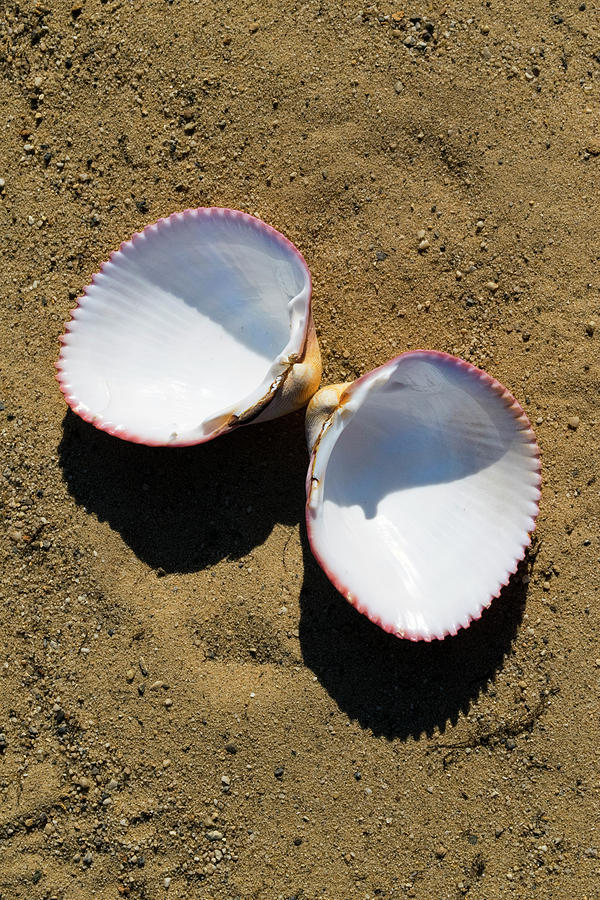 Seashell Cardium Psudolima Photograph by Frank Wilson