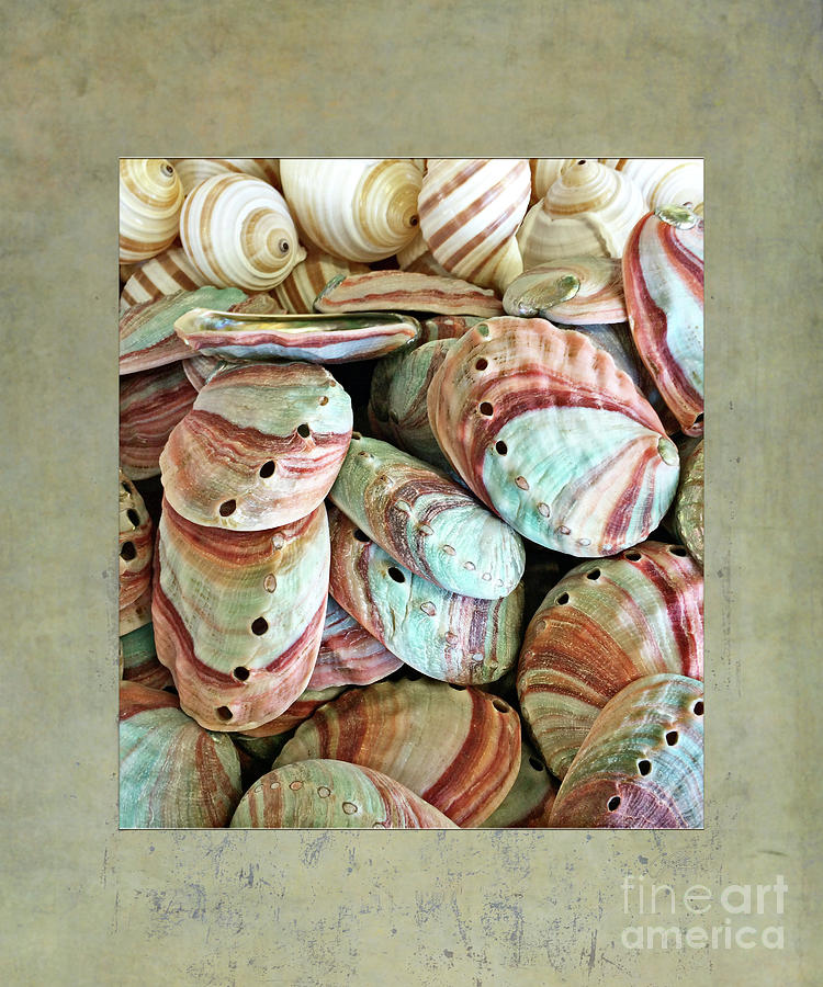 Seashell - Colorful Abalones Photograph by Gabriele Pomykaj