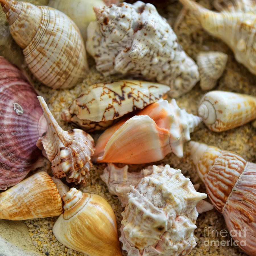 Seashell Composition Number One Photograph by Olga Hamilton