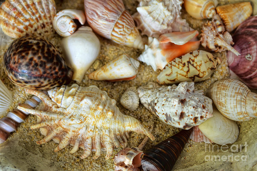 Seashell Composition Number Two Photograph by Olga Hamilton