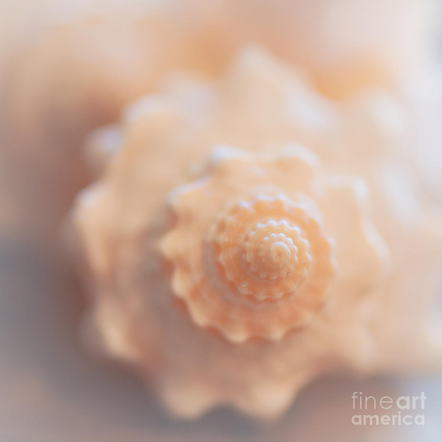 Seashell Dream Photograph by Ana V Ramirez