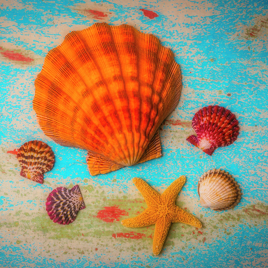 Seashell Dreams Photograph by Garry Gay