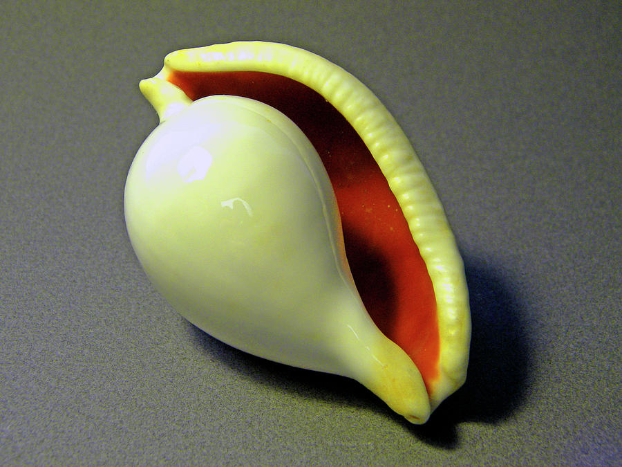 Seashell Egg Cowry Photograph by Frank Wilson