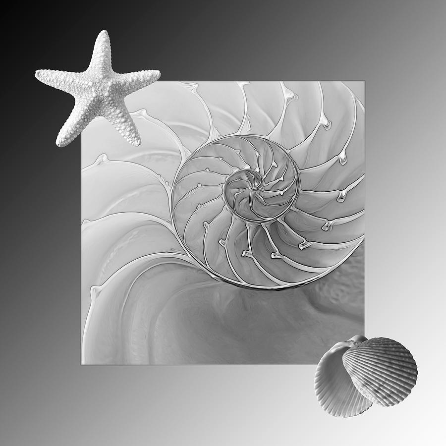 Seashell Fantasy in Black and White Photograph by Gill Billington