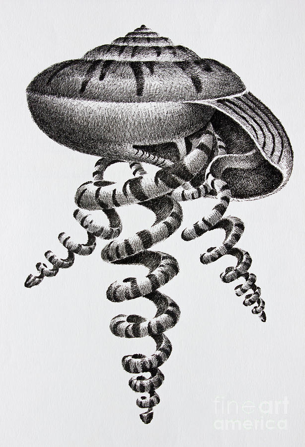 Seashell Forms Drawing by James Williamson