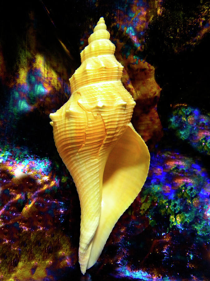 Seashell Photograph by Frank Wilson