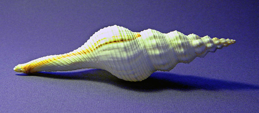 Shell Photograph - Seashell Fusinus irregularis by Frank Wilson