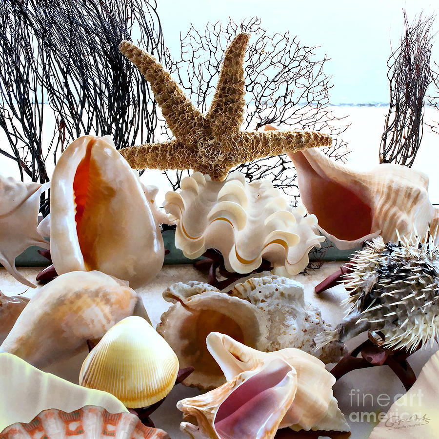 Seashell Galore Photograph by Gabriele Pomykaj