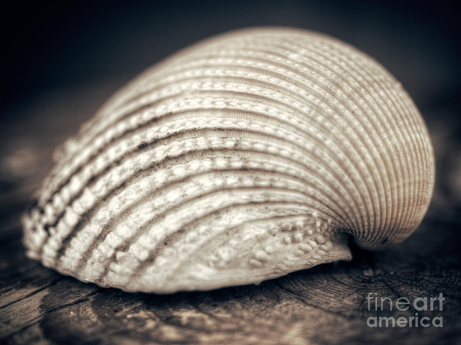 Seashell Photograph