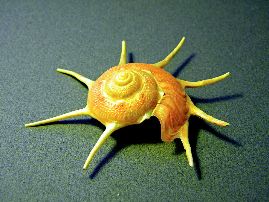 Shell Photograph - Seashell Guildfordia yoca by Frank Wilson