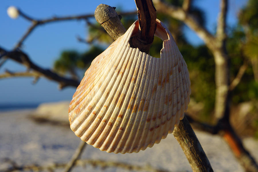 Cockelshell on Tree Branch by Robb Stan Cockelshell on Tree Branch by Robb Stan