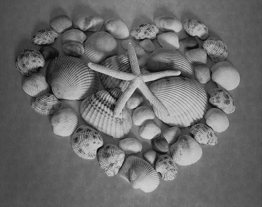 Seashell Heart in Black and White Photograph by Angie Tirado