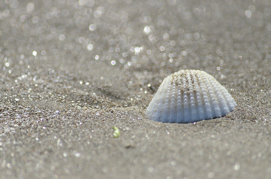 Seashell in the Sparkling Sand Photograph by Debra Martz