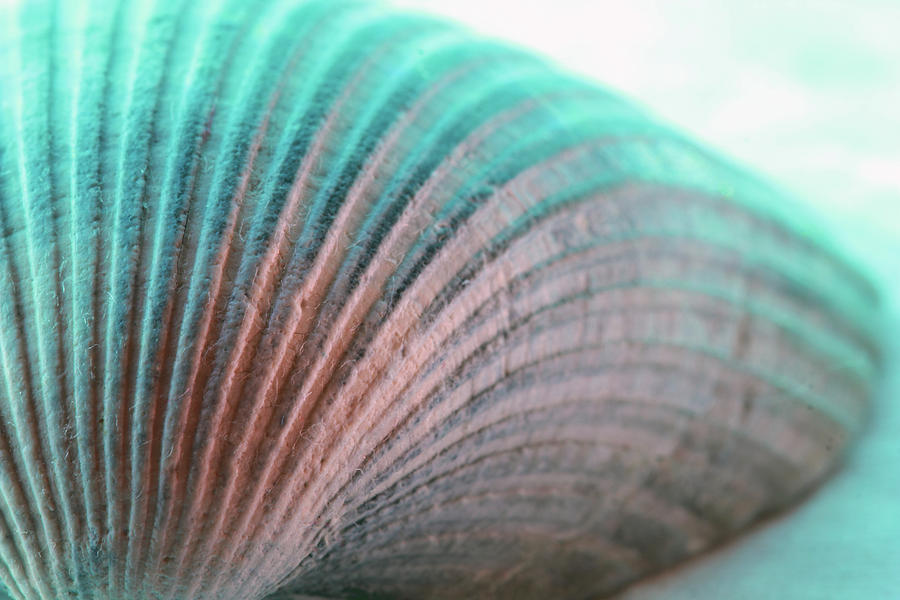Seashell in Turquoise  Photograph by Angela Murdock