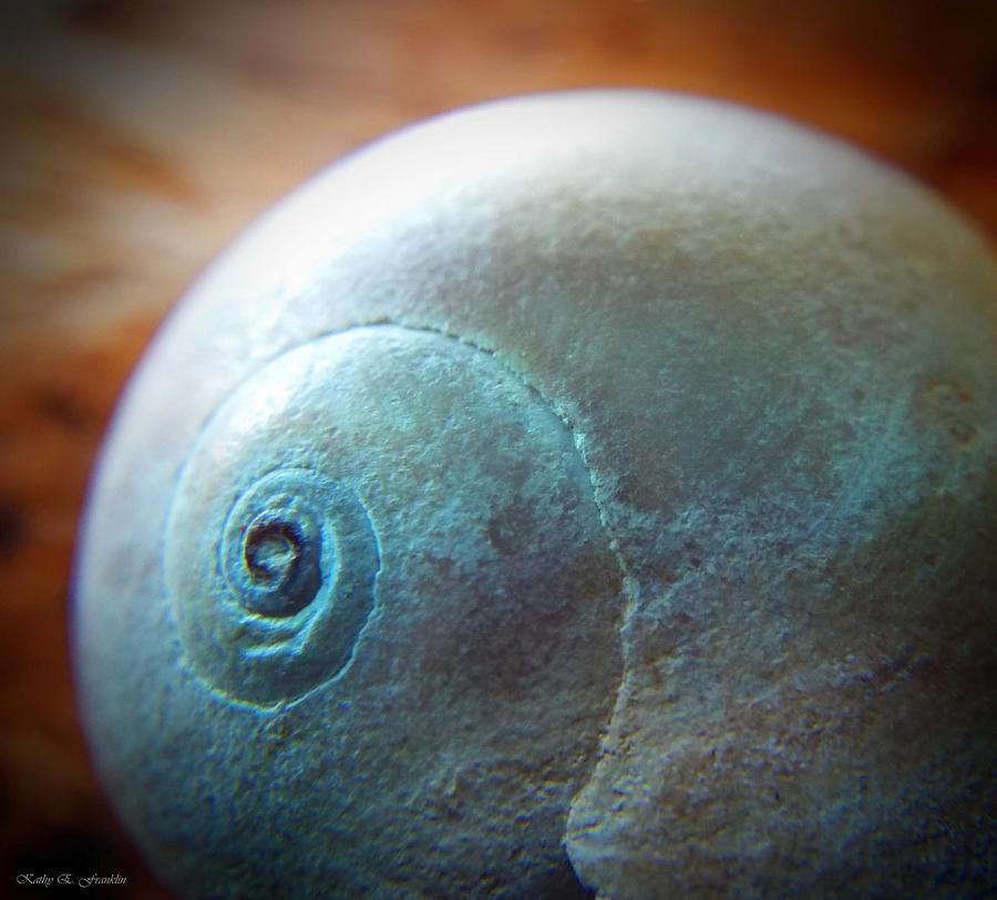 Nature Photograph - Seashell by KaFra Art