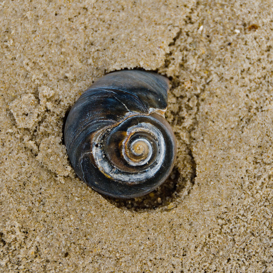 Seashell Photograph by Louis Dallara