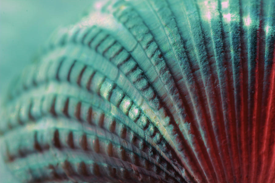 Seashell Macro Photograph by Angela Murdock