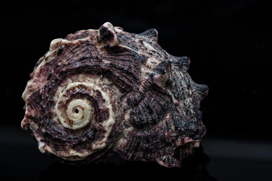 Seashell Macro Photograph by Robert Ullmann