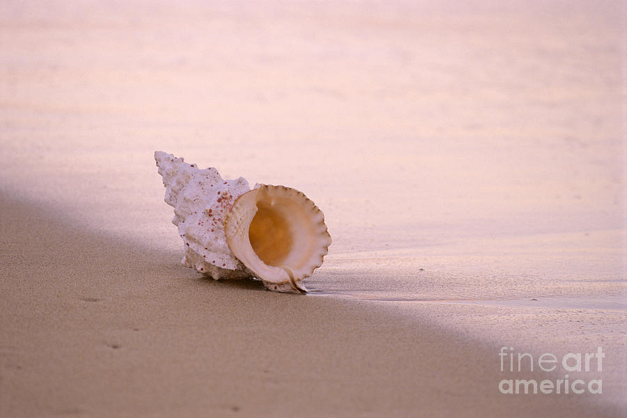 Seashell Photograph by Mary Van de Ven - Printscapes