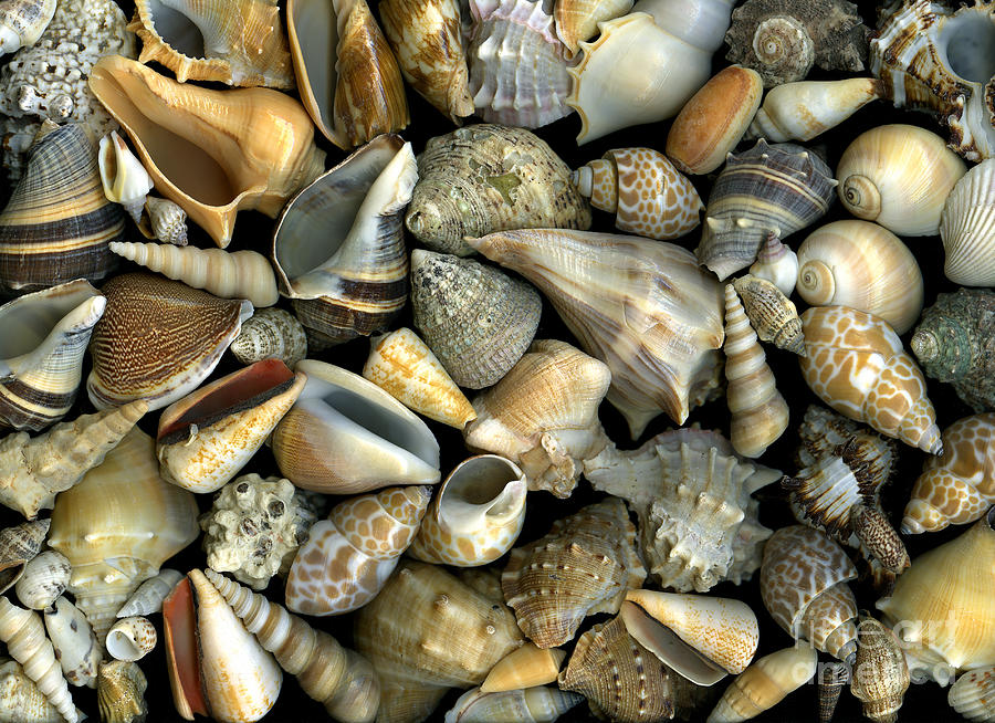 Seashell Medley Photograph by Christian Slanec