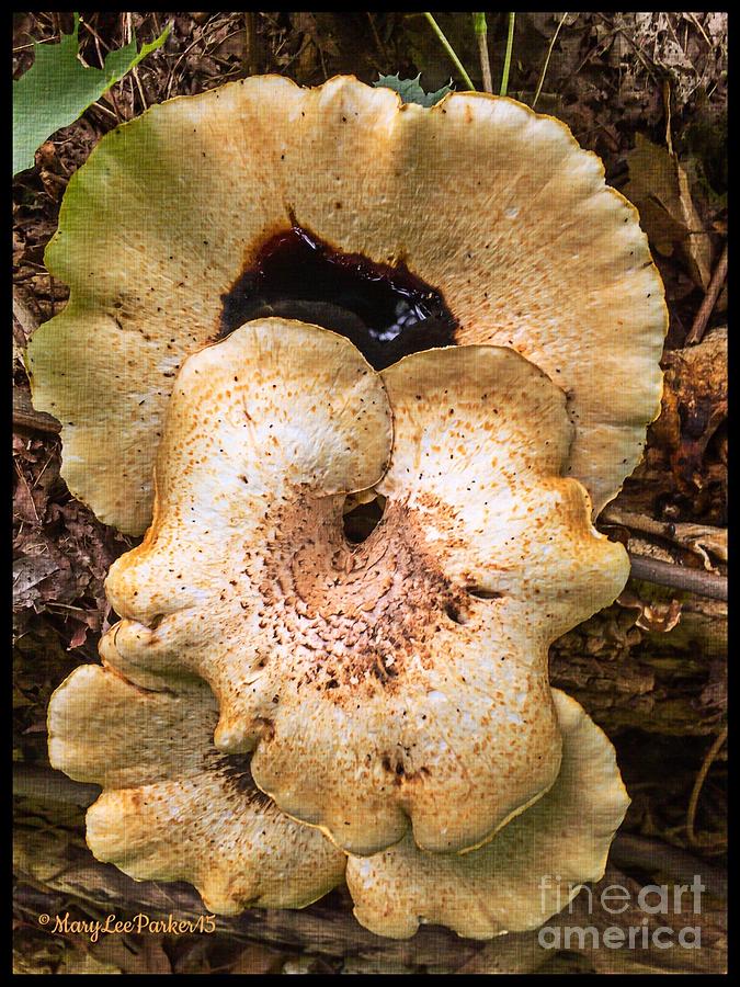 Seashell Mushroom  Photograph by MaryLee Parker
