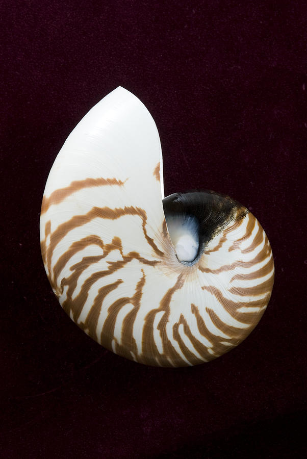 Seashell on Black Background Photograph by Bill Brennan - Printscapes