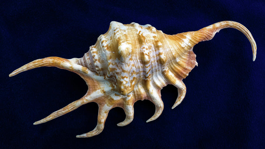 Seashell on Blue Velvet 2 Photograph by Kathy Anselmo