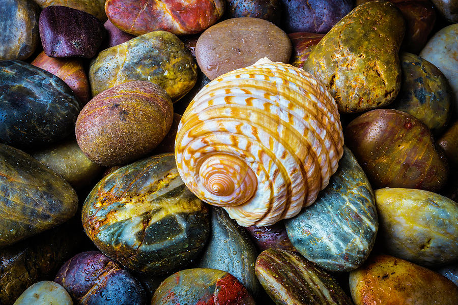 Fall Photograph - Seashell On River Rocks by Garry Gay