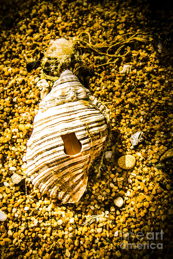 Seashell On Sandy Ground Photograph