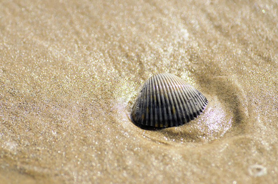 Seashell on the Beach Photograph by Debra Martz