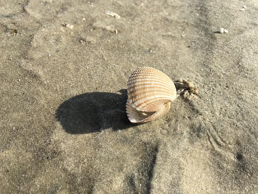 Seashell on the Seashore Photograph by Robert J Wagner