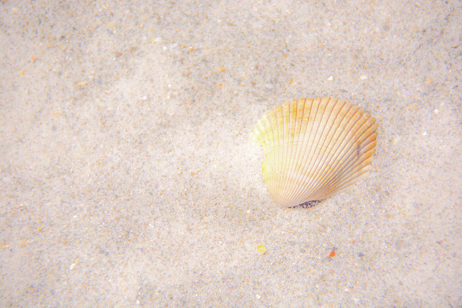 Seashell Photograph by Pamela Williams Seashell Photograph by Pamela Williams