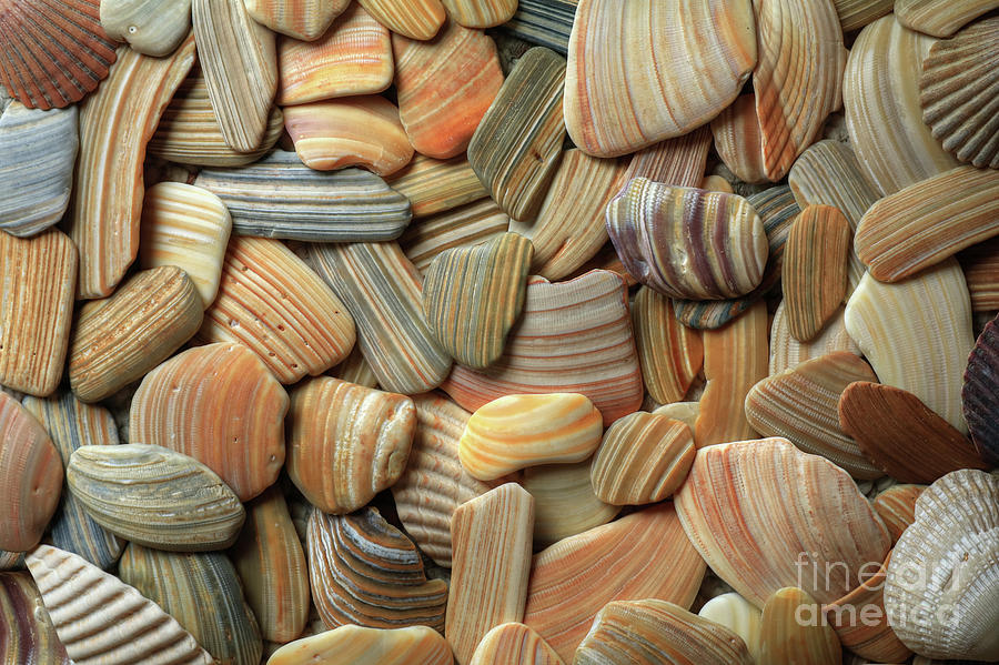 Seashell Patterns Photograph by Lori Deiter