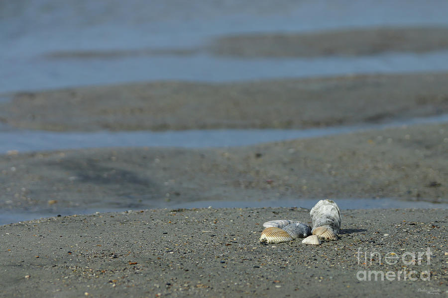 Seashell Pile Photograph by Jennifer White
