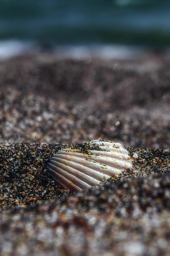 Seashell Photograph by Plamen Petkov