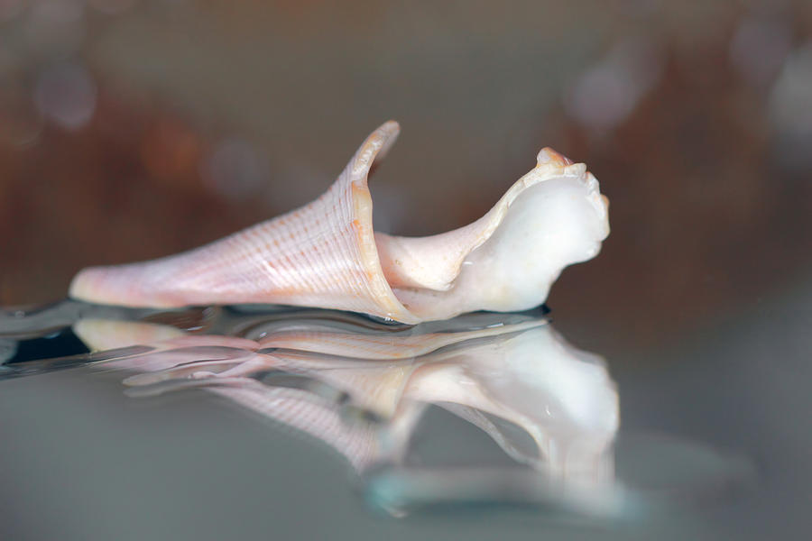 Seashell Reflections Photograph by Angela Murdock