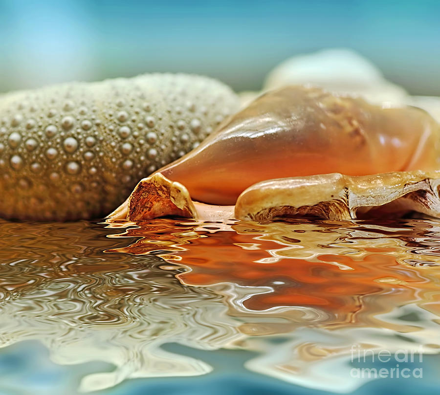 Seashell Reflections on Water Photograph by Kaye Menner