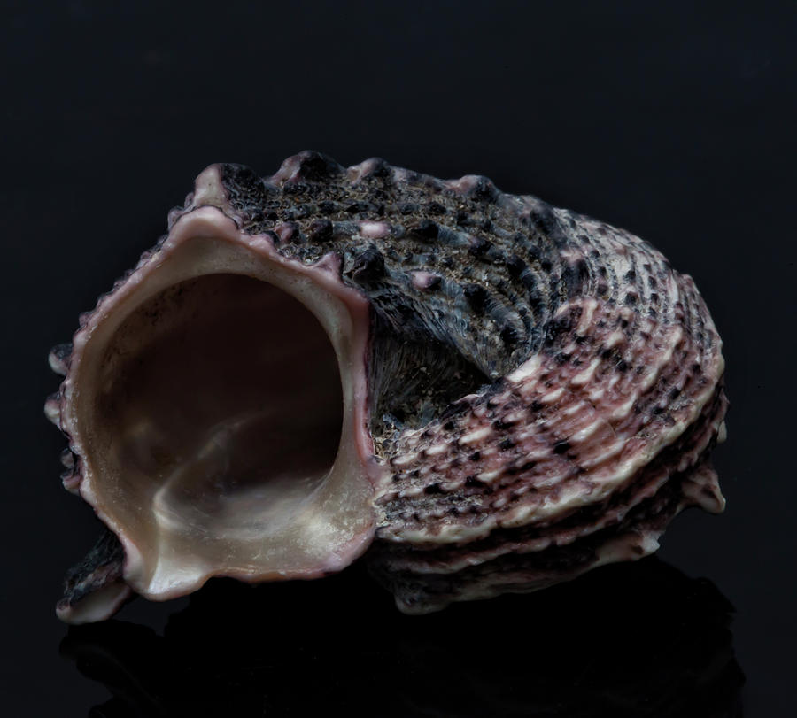 Seashell Photograph by Robert Ullmann